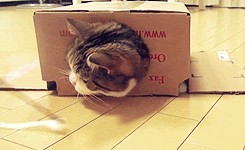 Cat-In-A-Box-Mind-Reader-Paul-Brook Cat In A Box Mind Reader Paul Brook