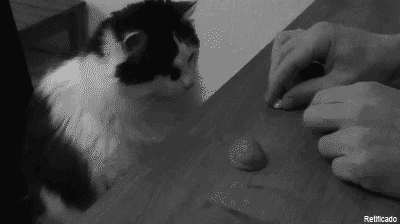 Cat-Playing-the-Shell-Game-Mind-Reader-Paul-Brook Cat Playing the Shell Game Mind Reader Paul Brook