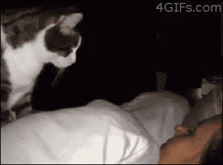 Paul-Brook-Mind-Reader-Cat-Alarm-Clock