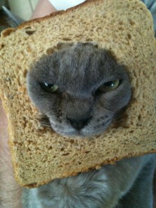 Cat Breading: The Basics