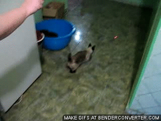 Paul-Brook-Mind-Reader-Cat-Chases-Laser-Pointer Cat Chases a Laser Pointer