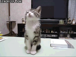 Paul-Brook-Mind-Reader-Cat-Hypnosis