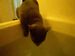 Paul-Brook-Mind-Reader-Cat-In-Bath-Fail