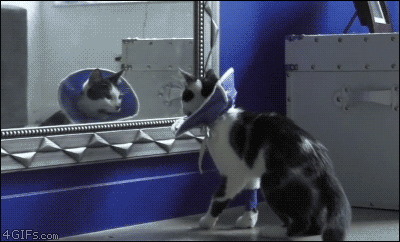 Paul-Brook-Mind-Reader-Cat-vs-Mirror