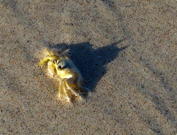 Paul-Brook-Mind-Reader-Crab-Secretly-Batman Crab Secretly Batman