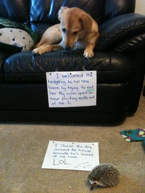 Paul-Brook-Mind-Reader-Dog-Vs-Hedgehog