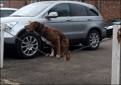 Paul-Brook-Mind-Reader-Doggy-Balance