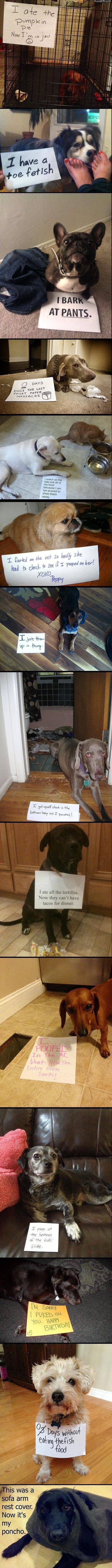 Paul-Brook-Mind-Reader-Dogs-In-Trouble