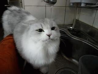 Paul-Brook-Mind-Reader-How-My-Cat-Drinks-Water How My Cat Drinks Water