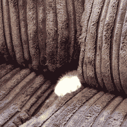 Paul-Brook-Mind-Reader-Is-Cat-Safe