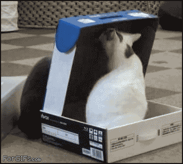 Paul-Brook-Mind-Reader-Kitty-Go-Bye-Bye