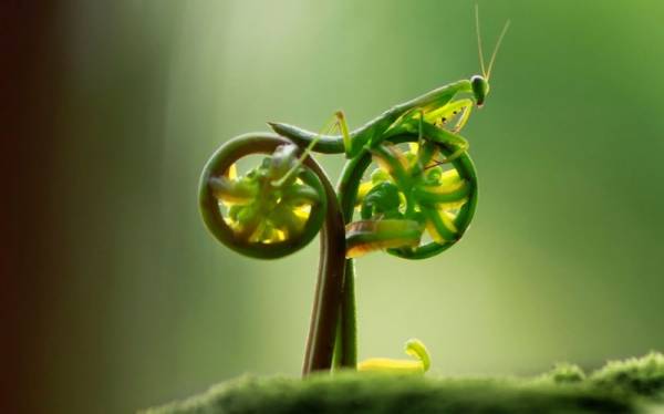 Paul-Brook-Mind-Reader-Praying-Mantis-Bicycle Praying Mantis Bicycle