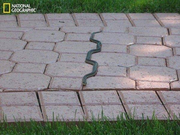 Paul-Brook-Mind-Reader-Real-Life-Snake