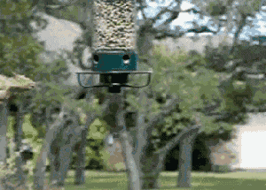 Paul-Brook-Mind-Reader-Squirrel-Really-Wants-Birdfeed
