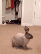 Paul-Brook-Mind-Reader-Surprised-Bunny
