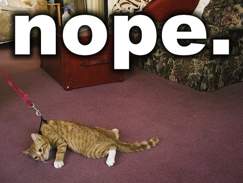 Paul-Brook-Mind-Reader-Take-Cats-On-Walks-Nope Take Cats on Walks...Nope