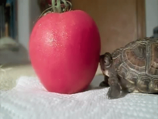 Paul-Brook-Mind-Reader-Turtle-vs-Tomato